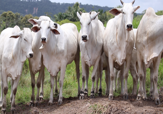 Lote de aspirações matriz nelore será novidade do Leilão Varrela e Santa Nazaré 2022