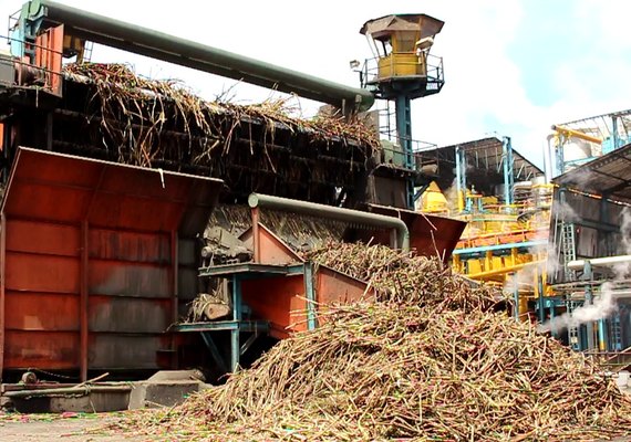 Usinas contabilizam mais de 9,5 milhões de toneladas de cana processadas em Alagoas