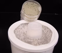 Cientistas criam fungo com aroma floral que elimina mosquitos da dengue, malária e zika