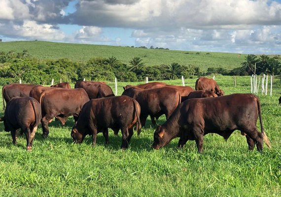 Fazenda Mangabeira garante características econômicas do santa gertrudis