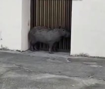 VÍDEO: Capivara avistada em rua da Ponta Grossa é resgatada pelo Batalhão de Polícia Ambiental