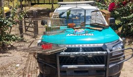 BPA apreende arma e resgata animais silvestres mantidos ilegalmente em Limoeiro de Anadia