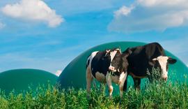 Cooperativas investem em biogás para produzir mais energia com menor impacto