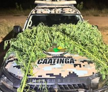 Polícia flagra plantio de maconha no quintal de oficina em Canapi
