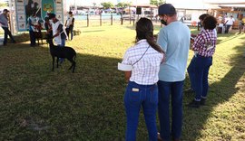 71ª Expoagro vai apresentar rebanho Santa Inês de alta genética