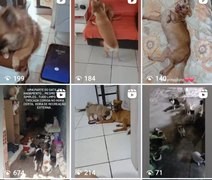 Moradora de Recife pede apoio para resgatar cães e gatos em situação de abandono