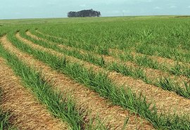 Falta de recursos faz plantio de cana desacelerar em AL