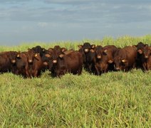 Pacote genético Santa Gertrudis da Fazenda Mangabeira reforça desempenho para cruzamento industrial