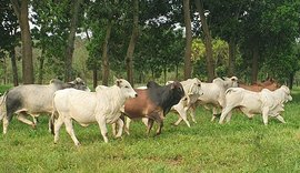 Protocolos de produção de carne reduzem em até 15% a emissão de gás de efeito estufa