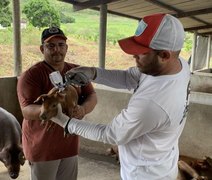 Campanha de vacinação contra Peste Suína em AL já vacinou mais de 69 mil animais, diz associação