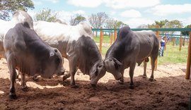 Mega Touros da SMP bate recorde e fatura mais de R$ 2,6 milhões em vendas