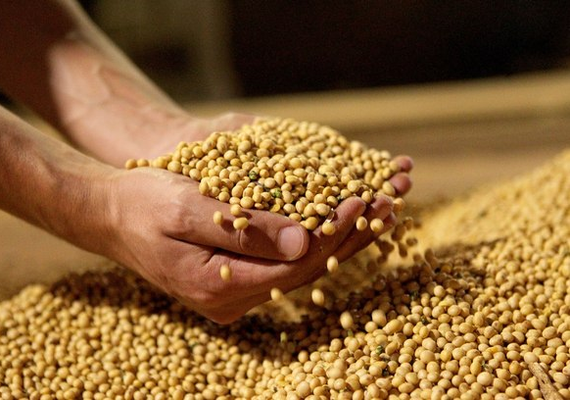 Safra mundial de soja vai crescer 7,6%