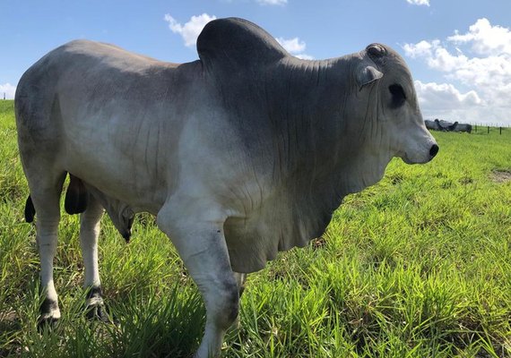 Santa Nazaré e Varrela apresentam seleção genética para qualidade da carne