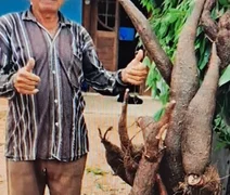 Agricultor colhe macaxeira de mais de 80 kg em Girau do Ponciano