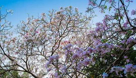 Primavera começa oficialmente no Brasil neste domingo (22)