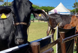 Leilão  Mais Leite é capaz de atender a pecuária nacional