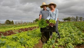 Sexta edição do Informe Agricultura Familiar e PNAE já está disponível