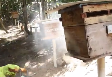 Trabalho de campo acompanha manejo de colmeias e extração do mel em AL