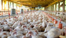 Exportações de carne de frango crescem 21,3% em setembro