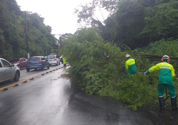 Árvore cai na Av. Leste-Oeste, interdita via e trânsito de Maceió para na manhã desta sexta