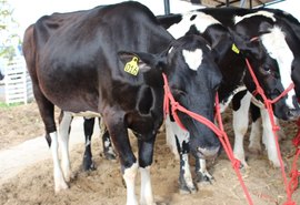 Animais começam a chegar no Parque Mair Amaral para 37ª Expo Bacia Leiteira