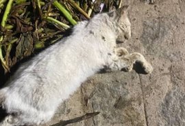 Moradores denunciam mortes de animais por envenenamento em loteamento no município de Craíbas