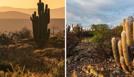 Caatinga reforça potencial turístico de AL com paisagens únicas no sertão