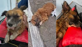 Cachorro é enterrado vivo no RS com bloco de concreto e não resiste