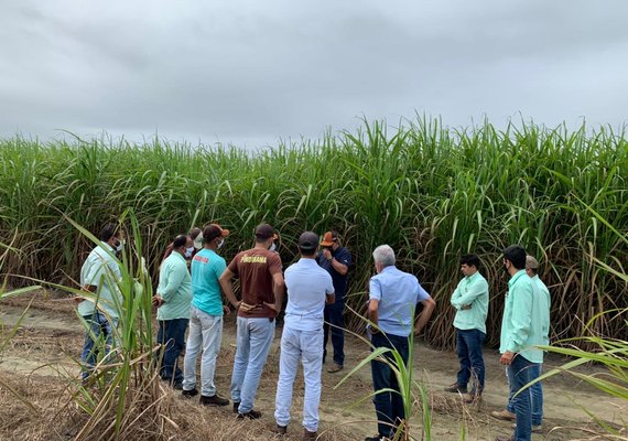 Tecnologia aumenta produção de cana em Pindorama