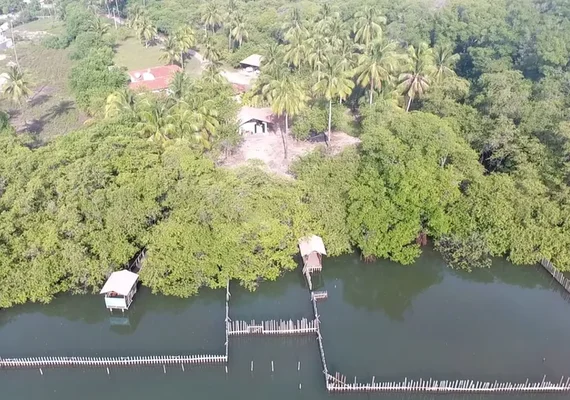Mortes de peixes-boi em Alagoas acendem alerta de contaminação na base de conservação