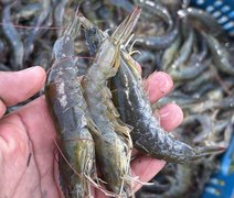 Crédito para a carcinicultura soma R$ 2,4 milhões e alcança maior volume dos últimos cinco anos em AL