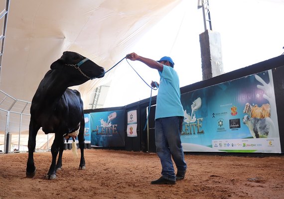 Leilão Mais Leite traz a eficiência do girolando e gir leiteiro