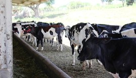 Pindorama comemora avanços na pecuária leiteira