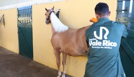 Leilão Vale Rico concentra o melhor da genética de vaquejada