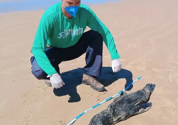 Lobo-marinho encontrado morto no litoral de Alagoas teve broncopneumonia severa