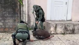 Capivara ferida é resgatada pela Polícia Militar em Maceió