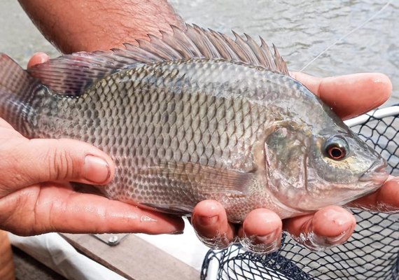 Governo cria Agência de Desenvolvimento da Pesca, Aquicultura e Apicultura