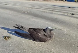IMA-AL alerta população para evitar contato com aves marinhas