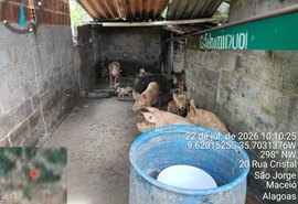 Pocilga é interditada após fiscalização integrada em Maceió