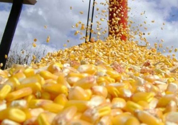 Mercado do milho continua aquecido nos portos brasileiros