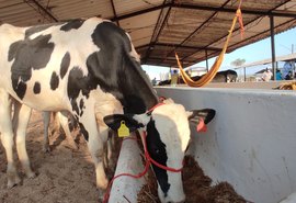 Produtores de leite comemoram equilíbrio do preço e liberação de crédito a baixo custo