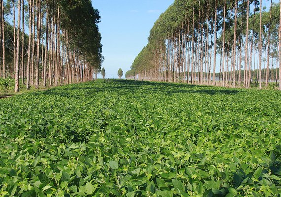 Técnicos alagoanos participarão de curso para a aplicação do sistema ILPF