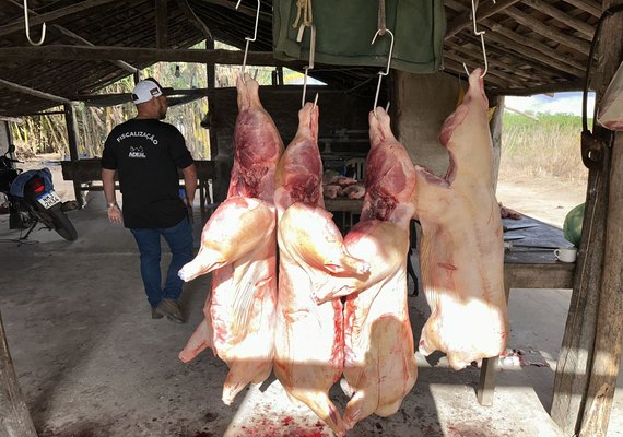 FPI flagra abate irregular de suínos em casa de farinha no Agreste alagoano