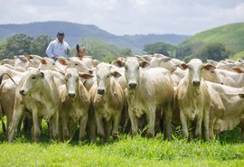 15º Leilão Nelore Positivo apresenta criação CPMF nesta terça-feira (29)