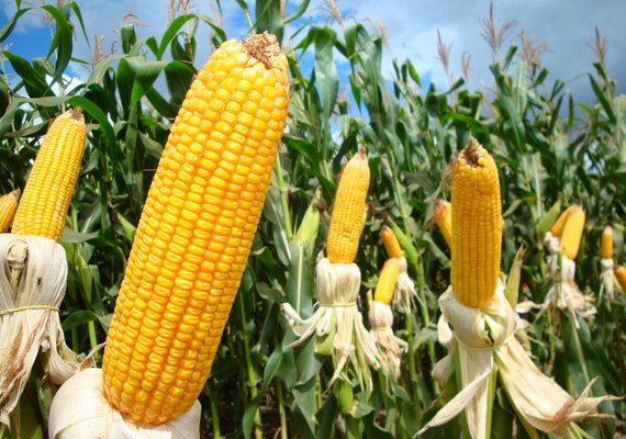 Financiamentos do BNB para cultivo do milho crescem mais de 200% em Alagoas