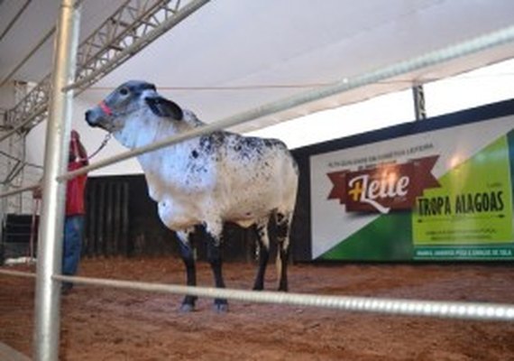 Leilão Mais Leite está confirmado na 68º Expoagro/AL
