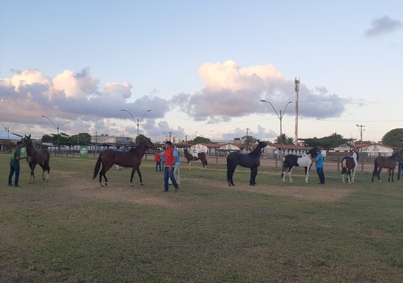 Equinos Mangalarga Marchador aumentam participação na Expoagro Alagoas