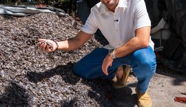 Davi Maia propõe cultivo de sururu com tecnologia para melhorar renda de marisqueiros