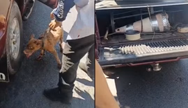 Motorista é preso após ser flagrado arrastando cachorro com caminhonete