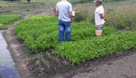 Incentivos à agricultura familiar gera renda e melhora qualidade de vida dos agricultores